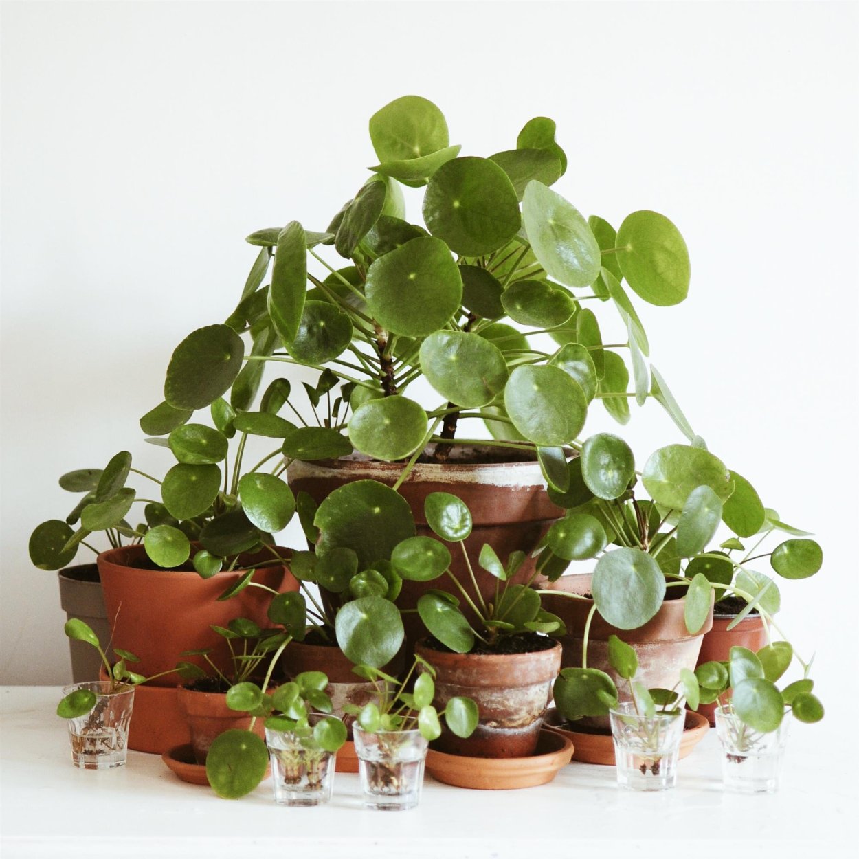 Пилея пеперомиевидная