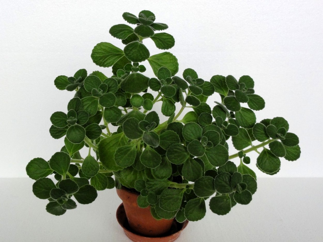 Пилея Плант