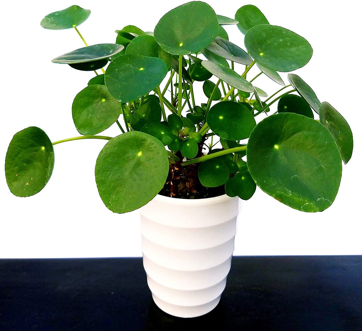 Пилея Плант