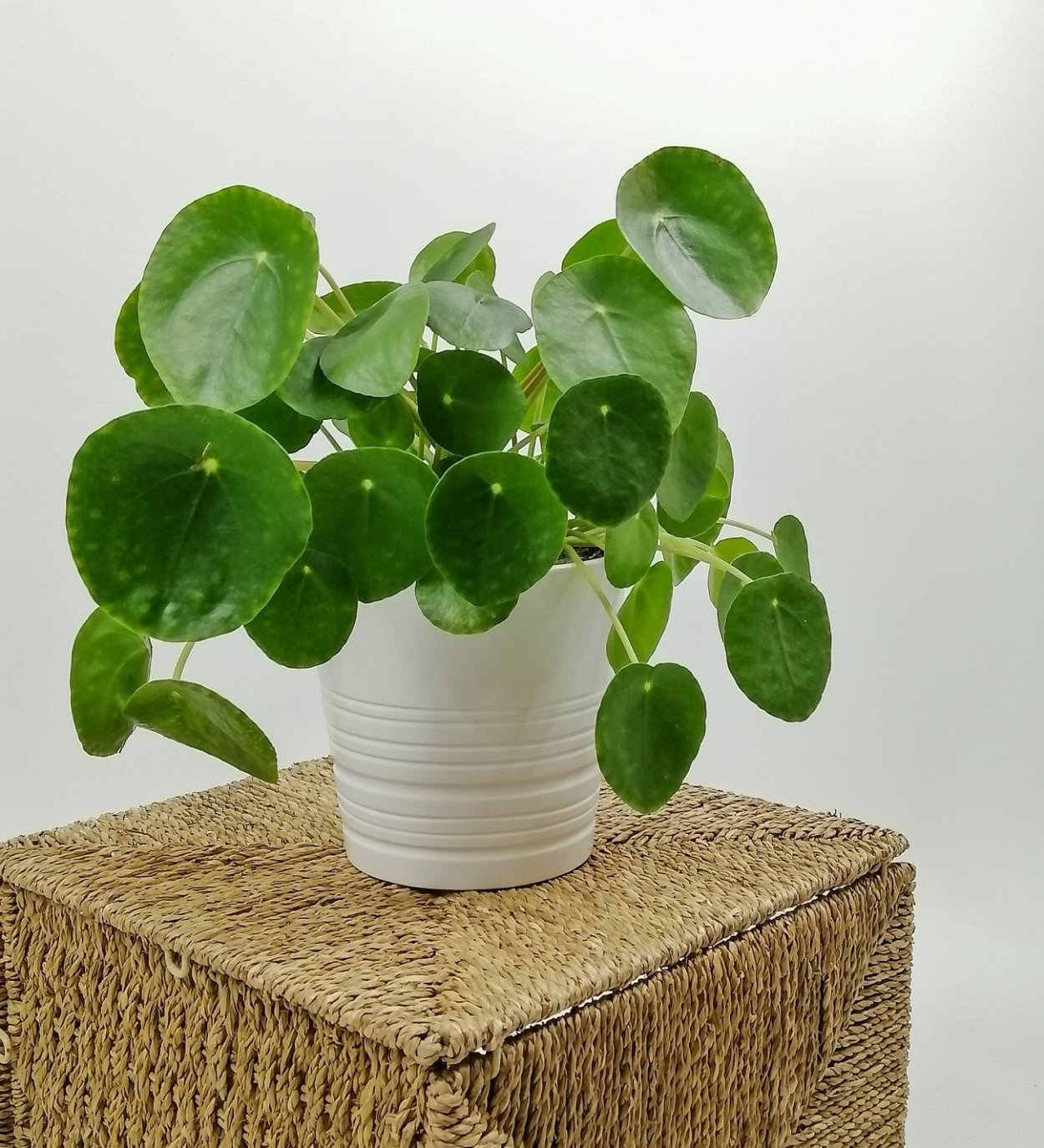 Пеперомия пилея