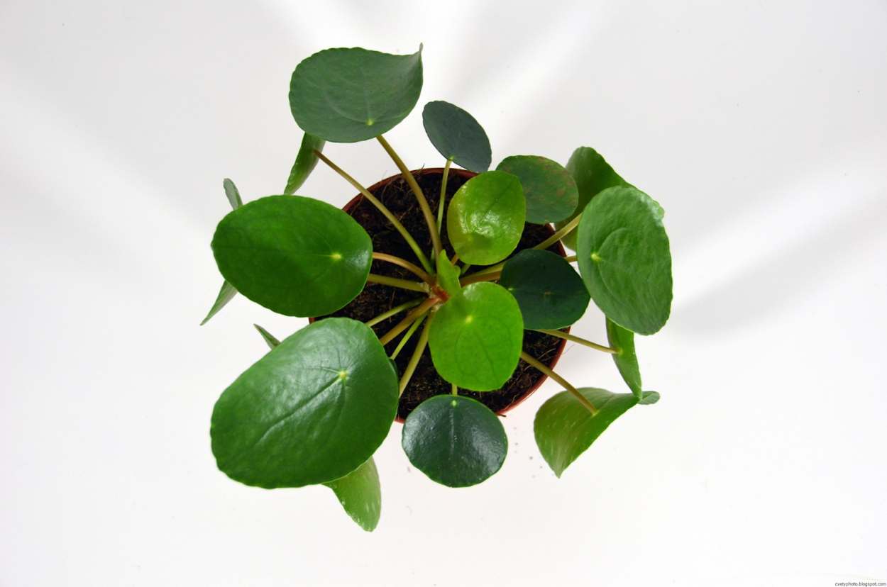 Пилея пеперомиевидная терракота