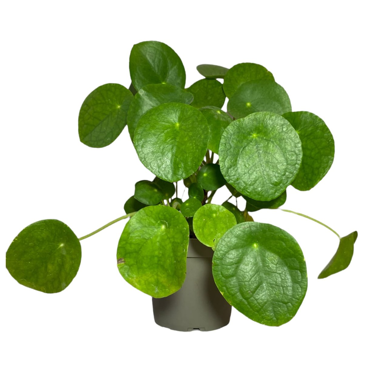 Пилея пеперомиевидная вариегатная