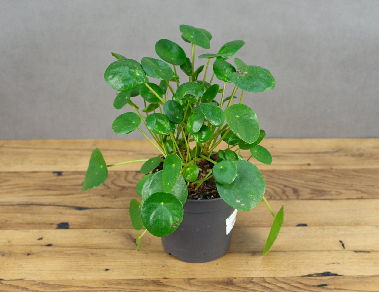 Пилея пеперомиевидная обрезка