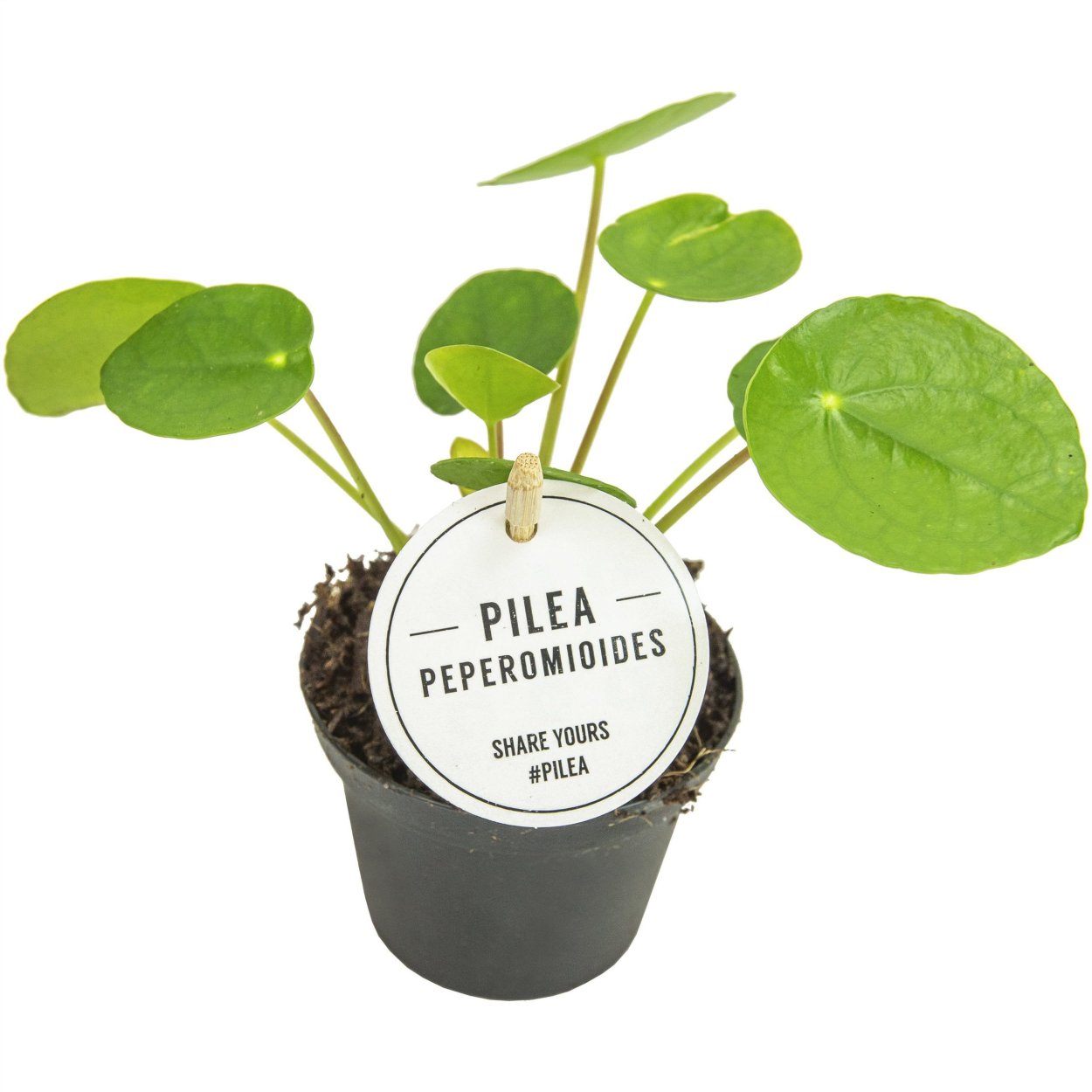 Пилея пеперомиевидная