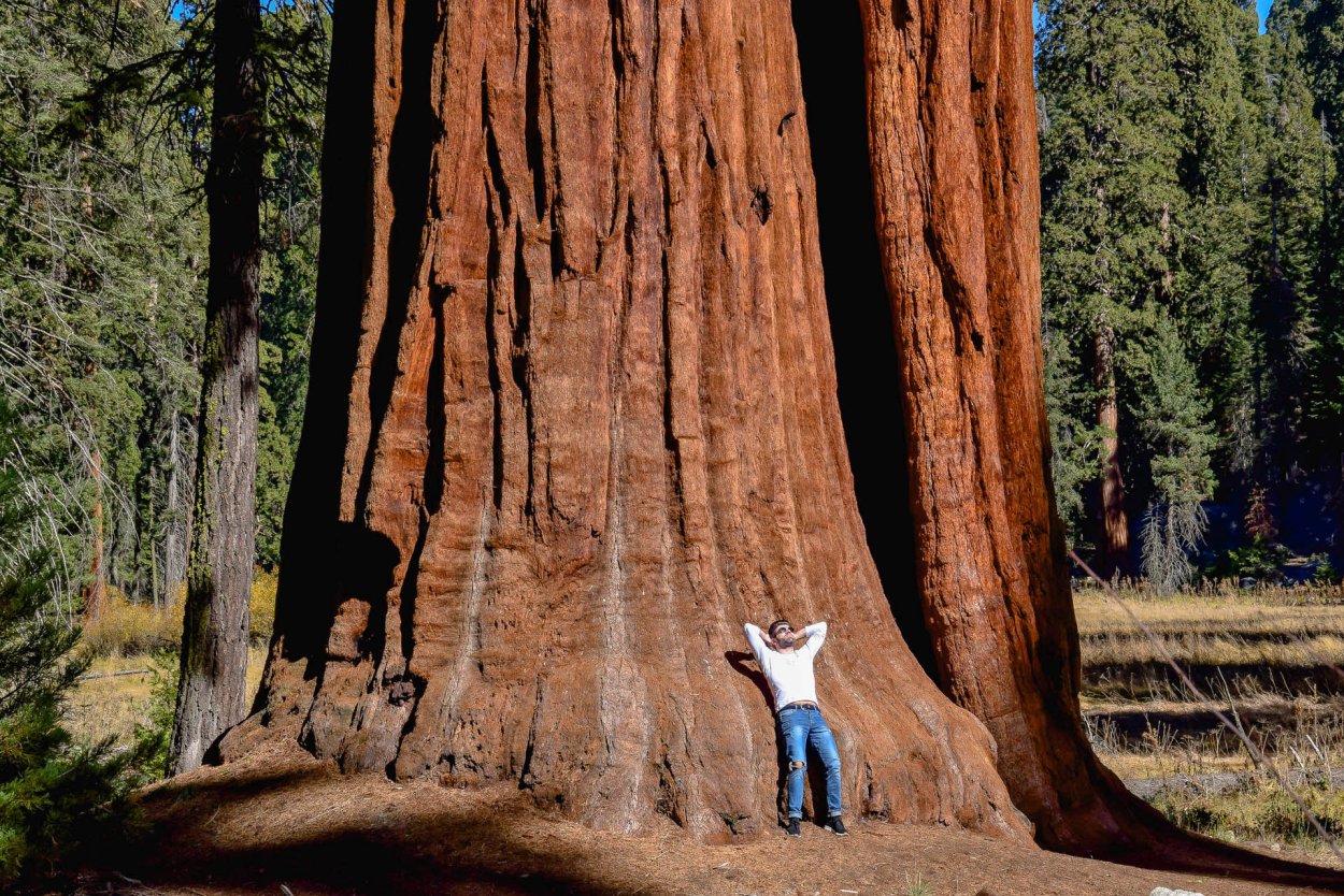 Секвойя дерево гигант