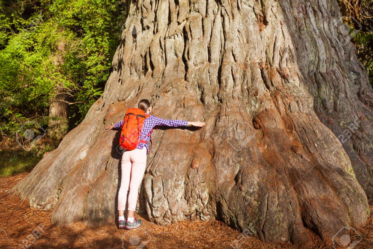 Обнять большое дерево