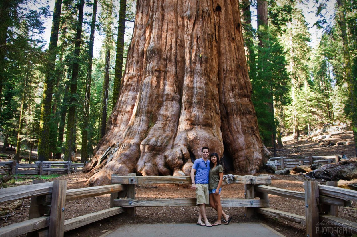 Секвойя Мамонтово дерево