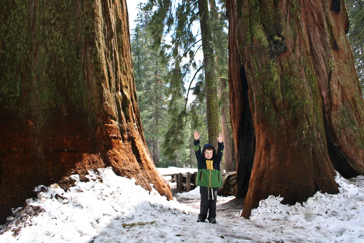 Самое большое дерево в Сибири