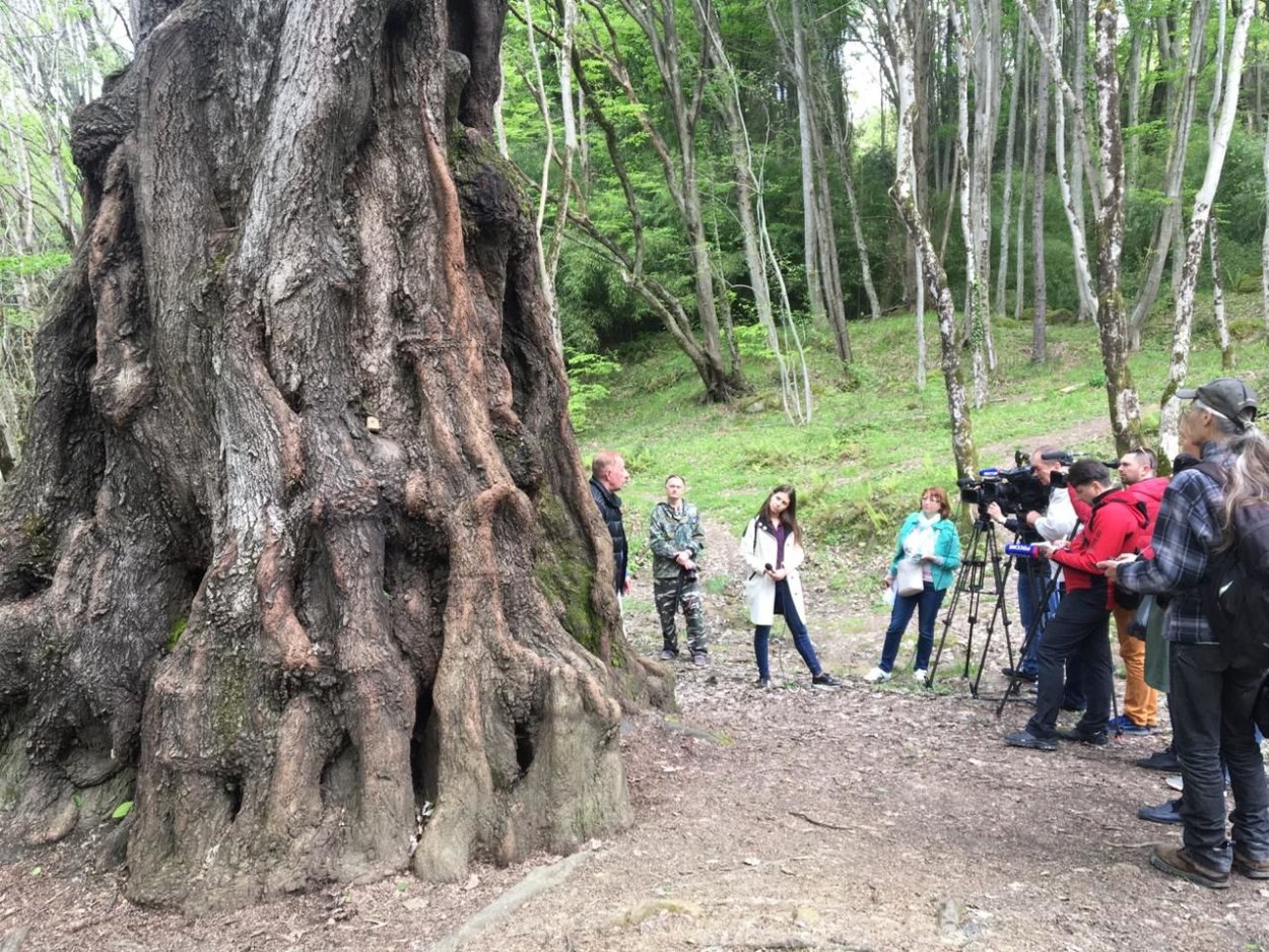 Йосемитский национальный парк секвойи