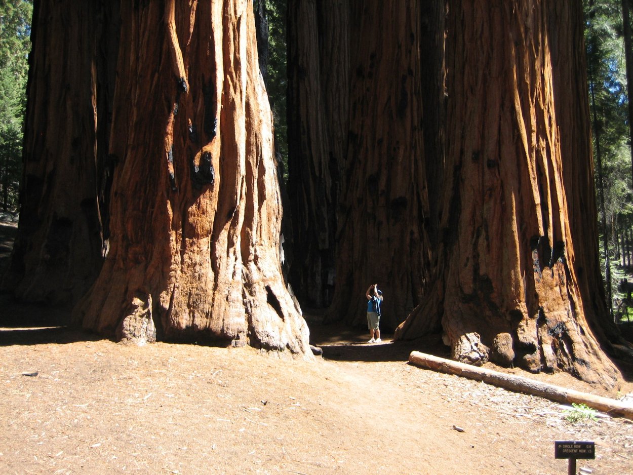 Спилил огромное дерево. Секвойя дерево. Национальный парк Секвойя США. Секвойя Гипперион. Дерево Секвойя 1892.