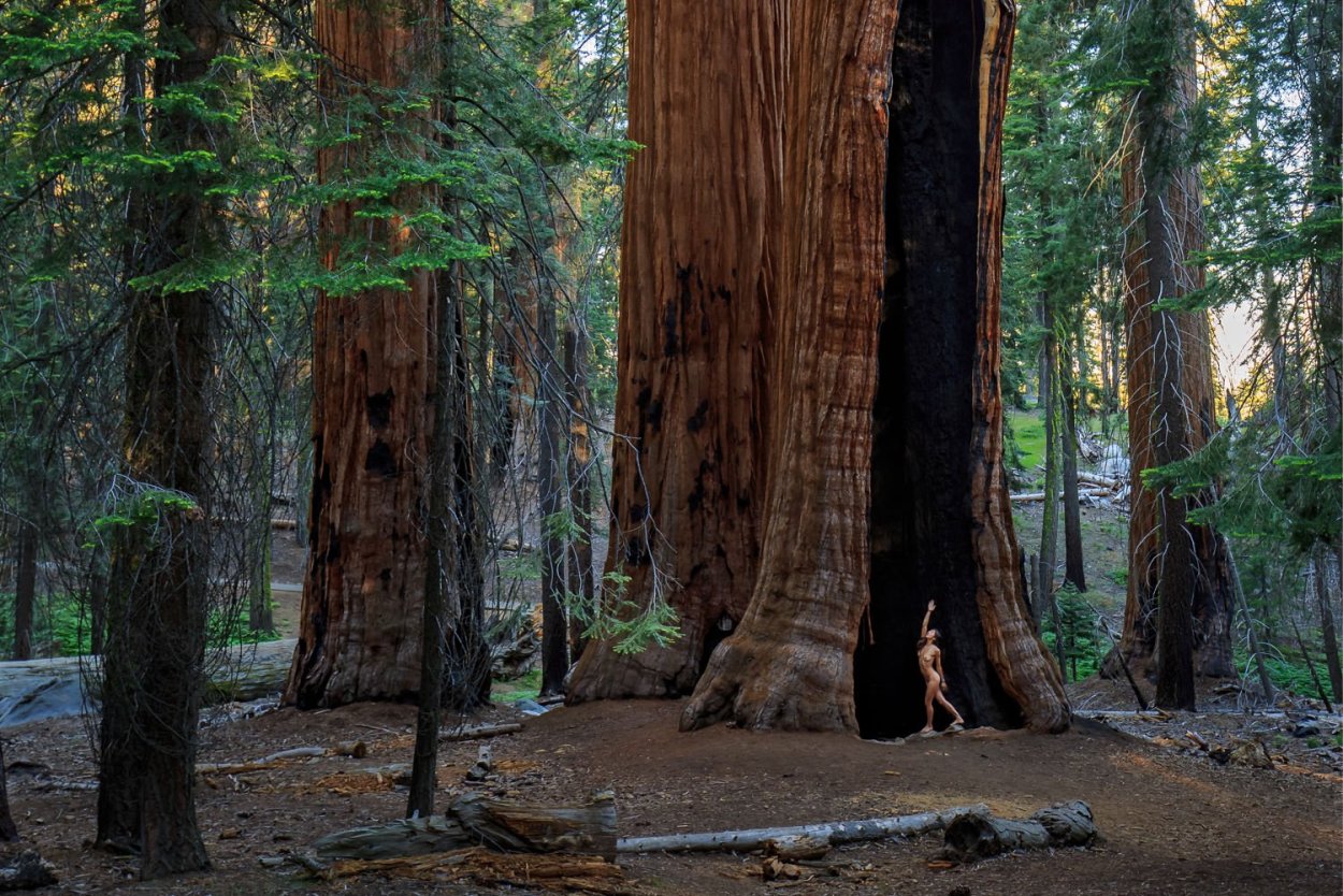 Самое высокое дерево в мире Секвойя