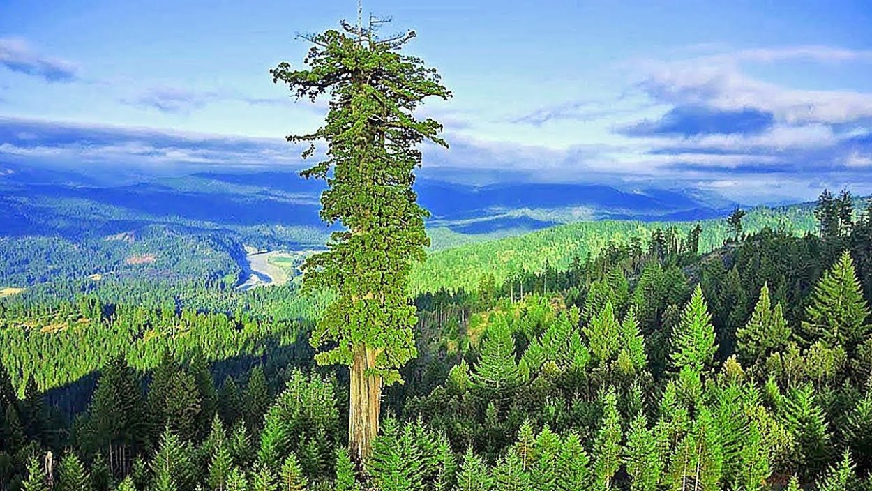 Национальный парк Секвойя США