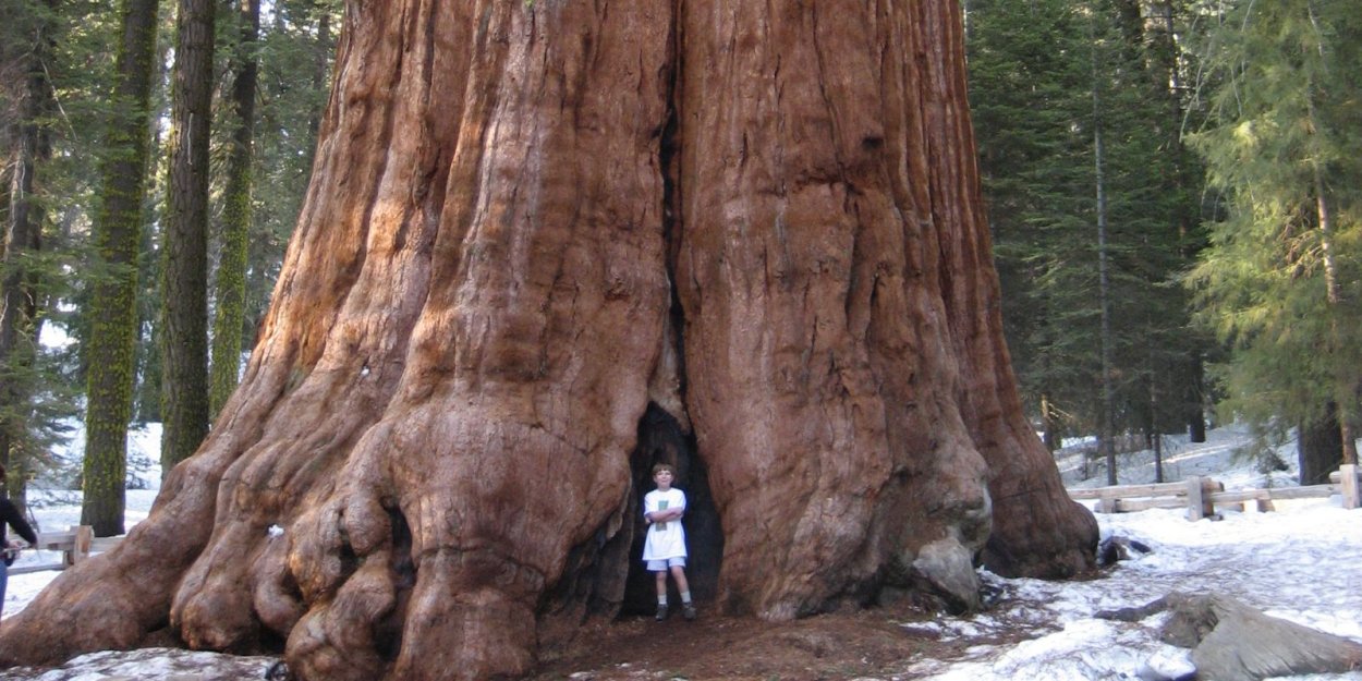 Секвойя гигант Крэннелл