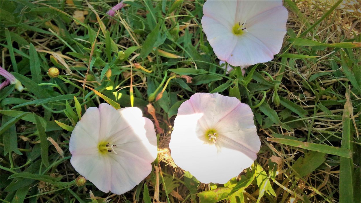 Вьюнок полевой белый