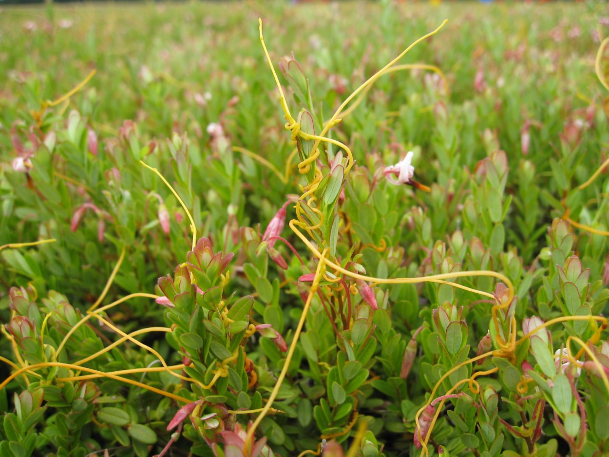 Растение Вьюнок полевой