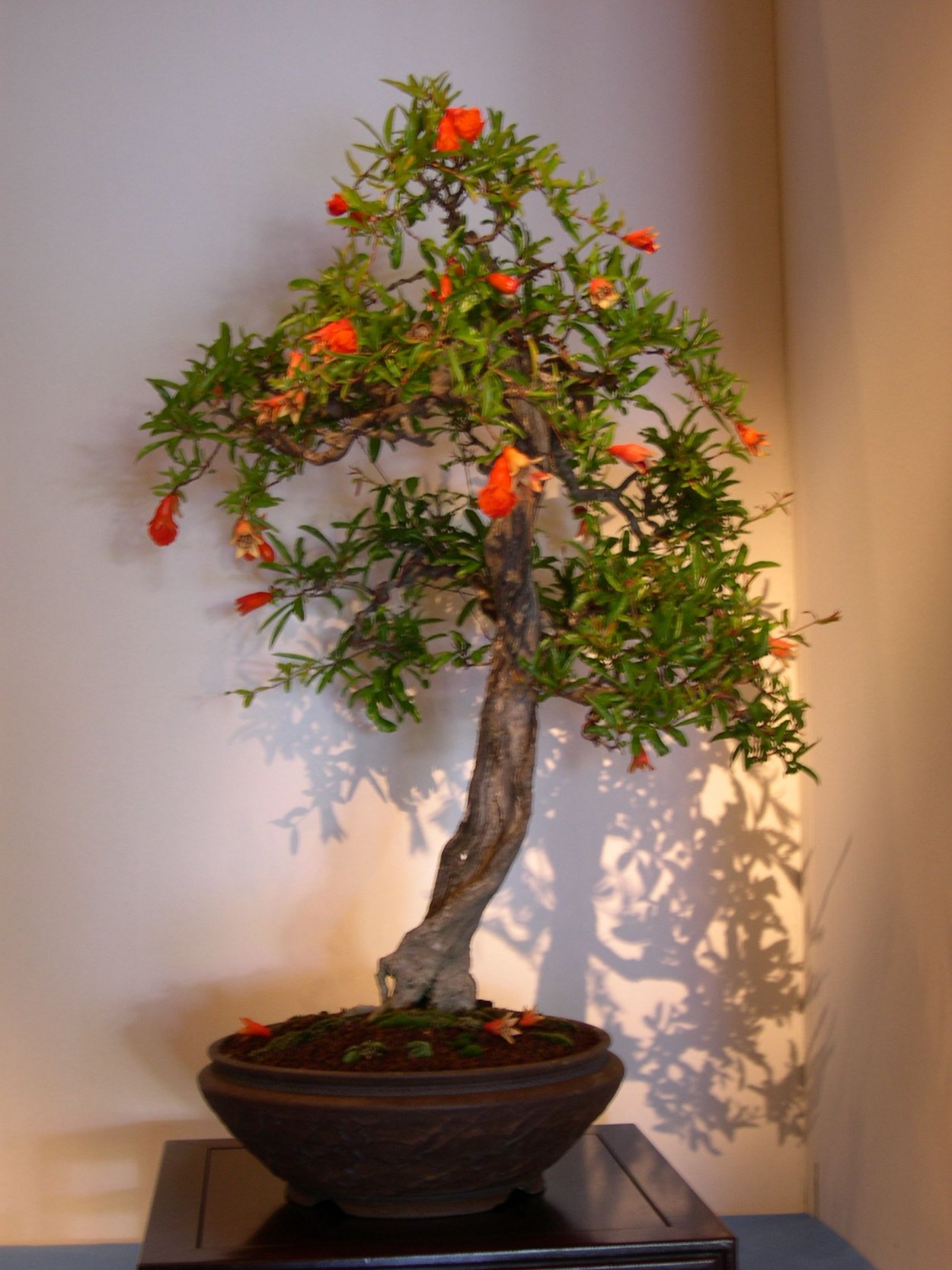 Гранат карликовый Карфаген