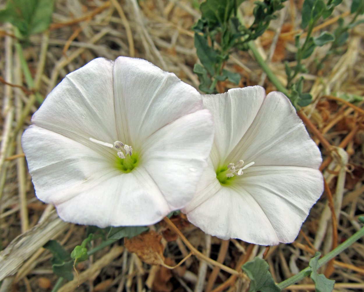 Вьюнок полевой