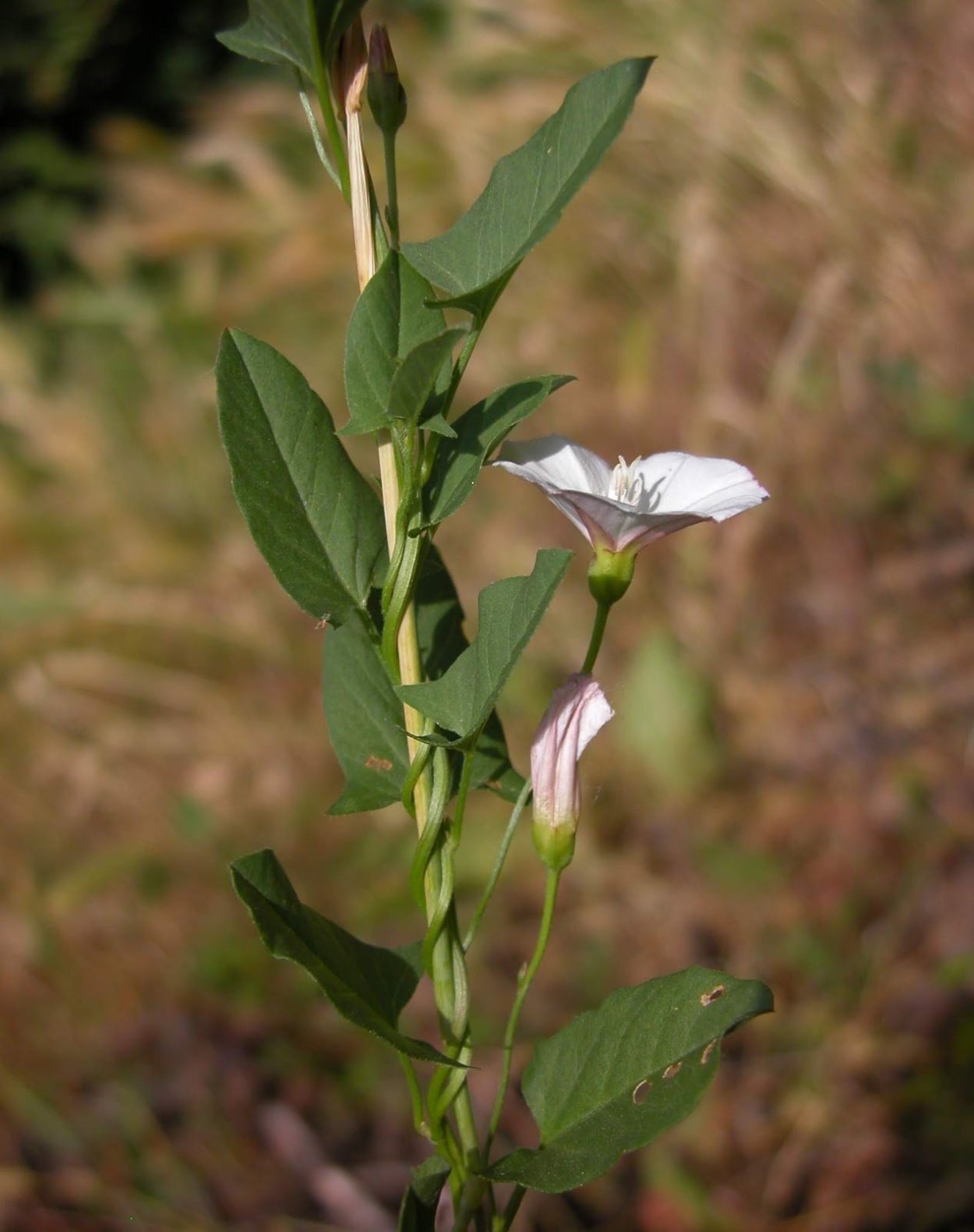 Цветок Convolvulus Tricolor l