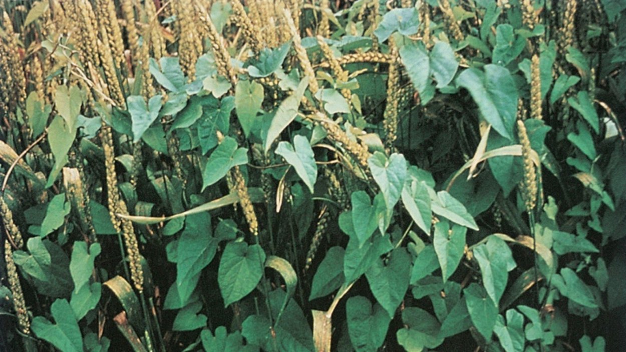 Трава Березка сорняк