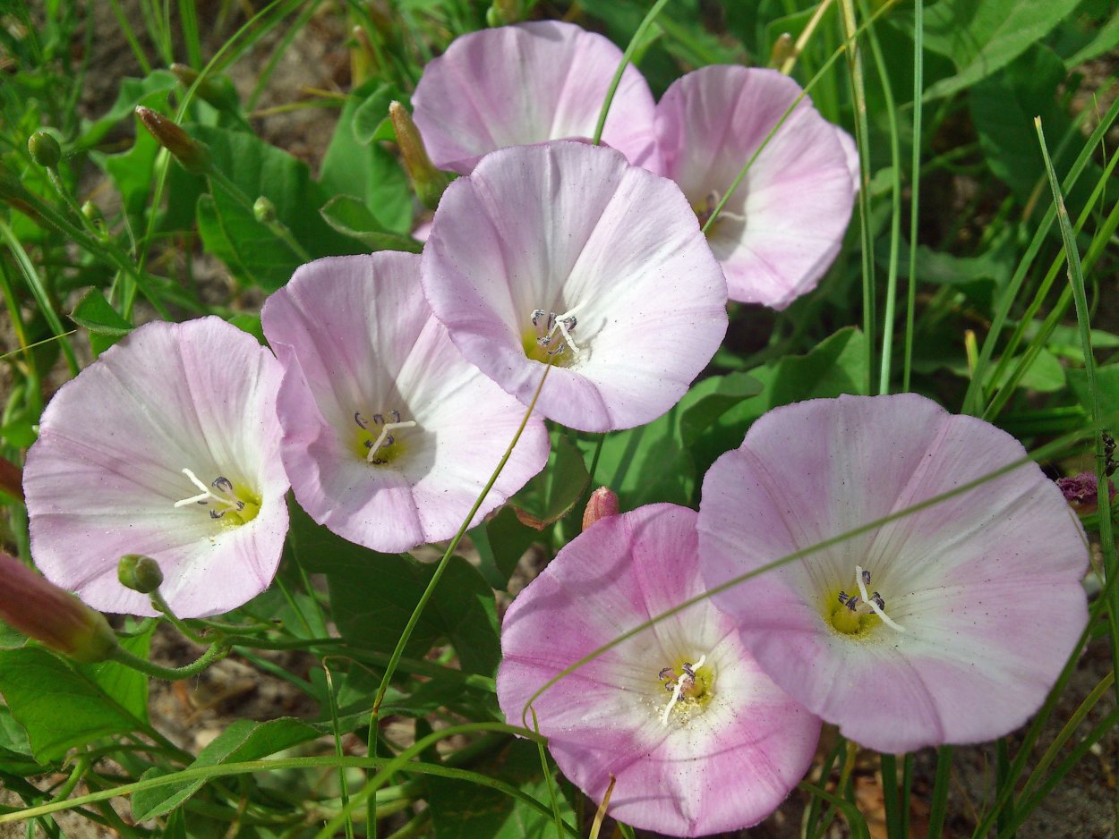 Сорная трава Арбузник