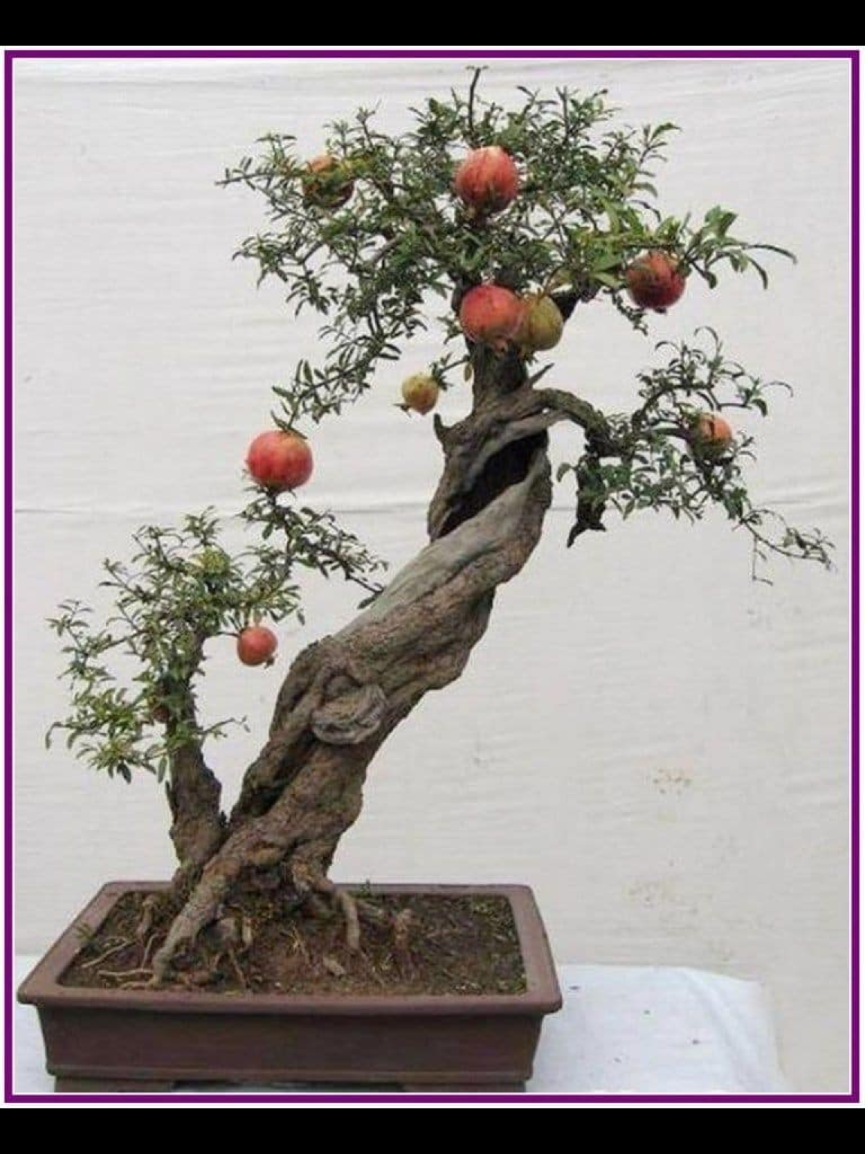 Гранат молодое дерево