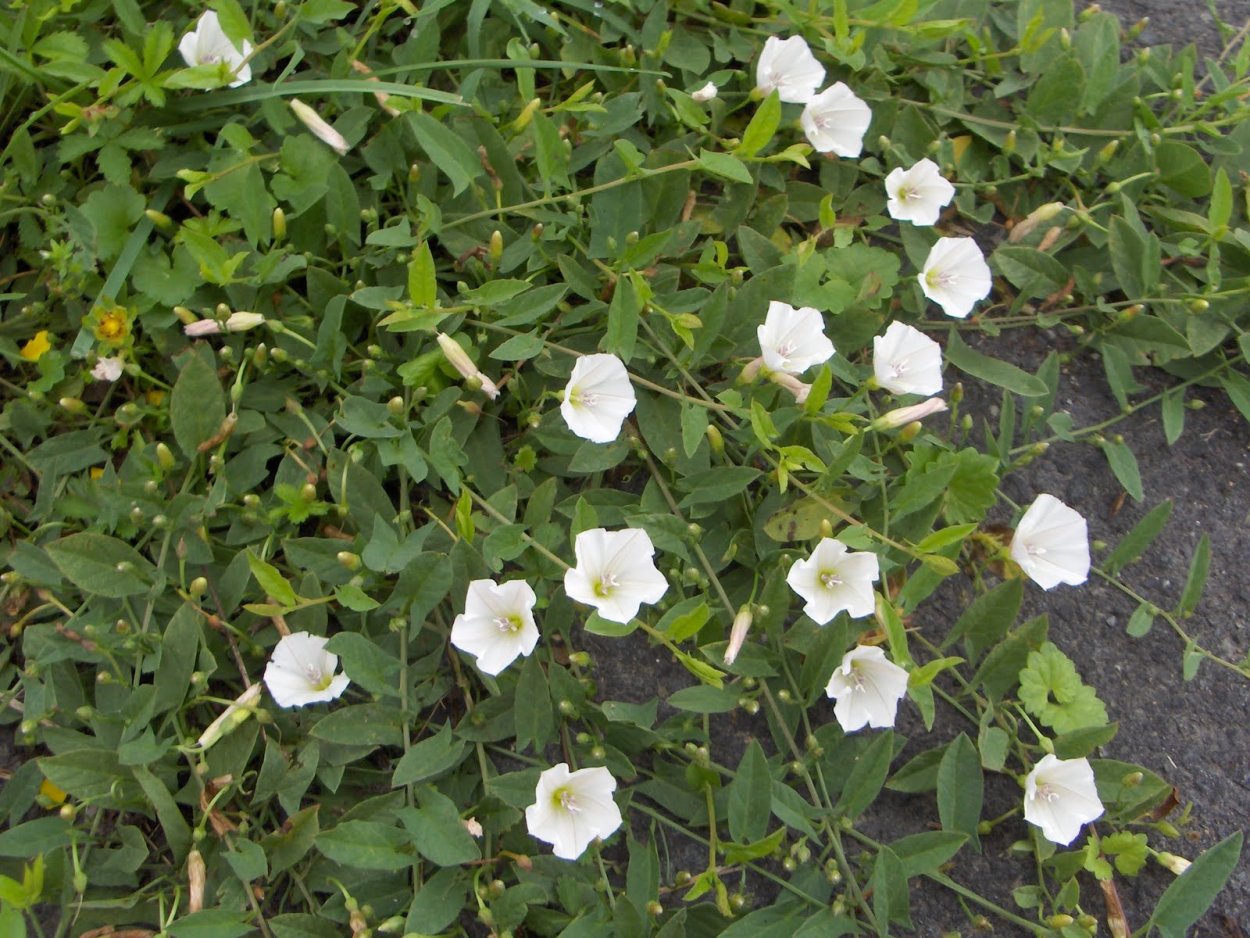 Вьюнок полевой Березка