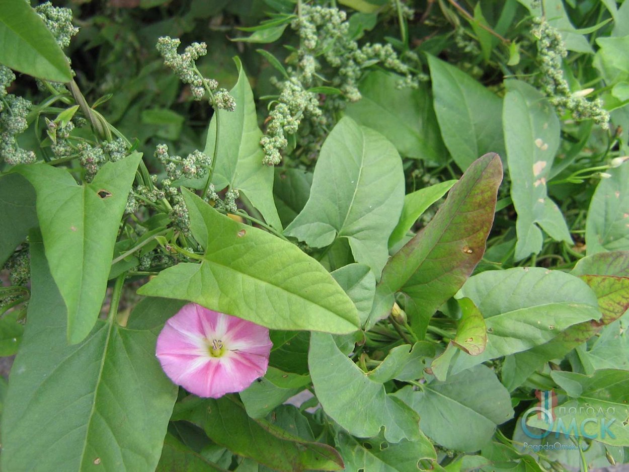 Вьюнок полевой Березка