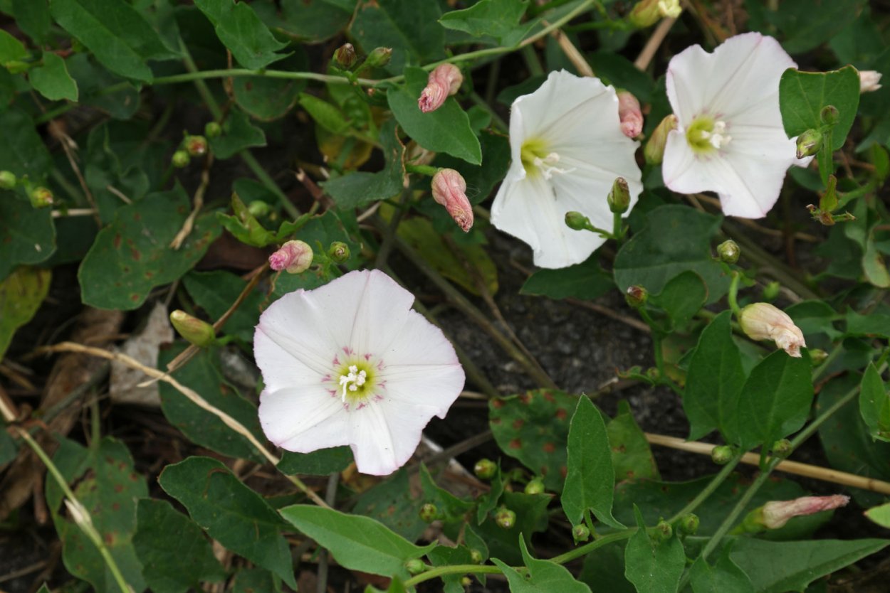 Вьюнок полевой (Convolvulus arvensis)