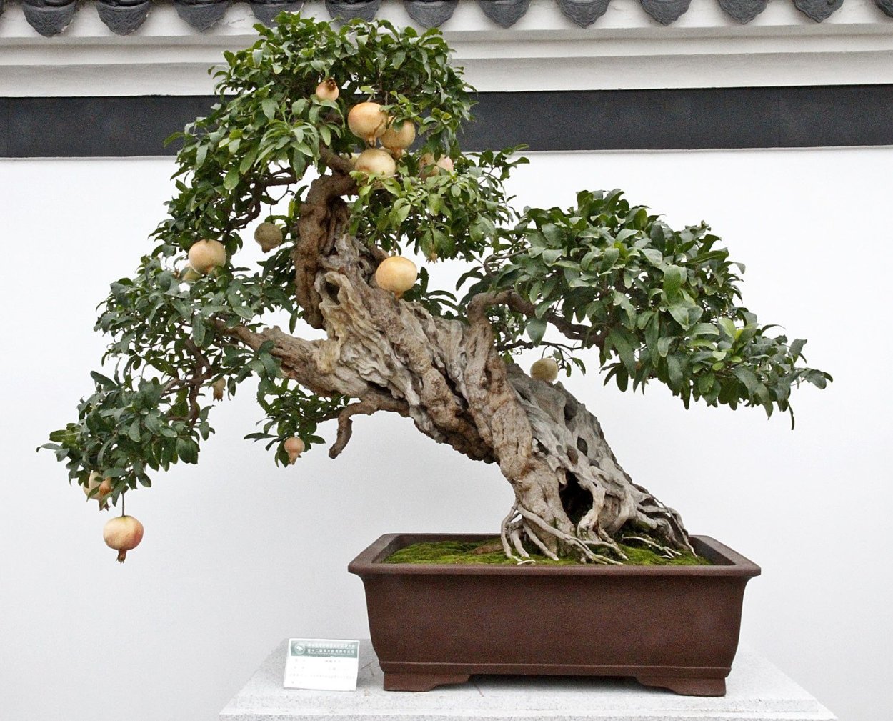 Каланхоэ бонсай