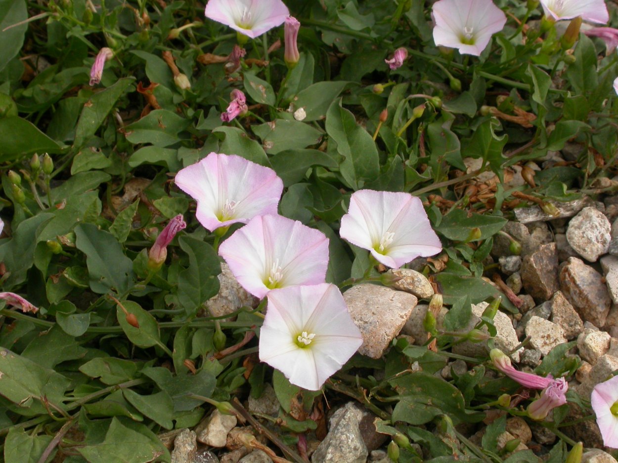 Вьюнок полевой –Convólvulus arvénsis l.