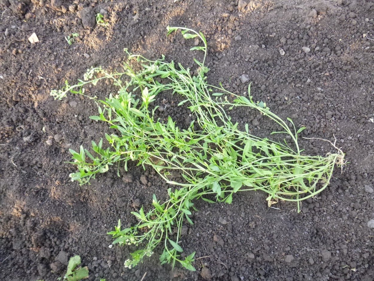 Вьюн полевой