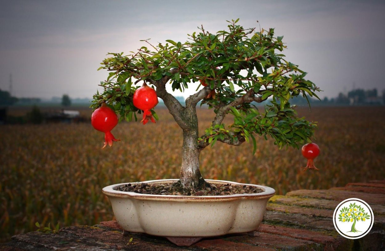 Punica granatum бонсай