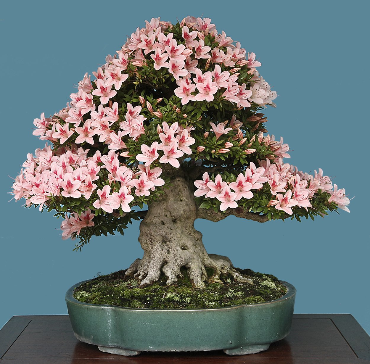 Гранат Карфаген бонсай