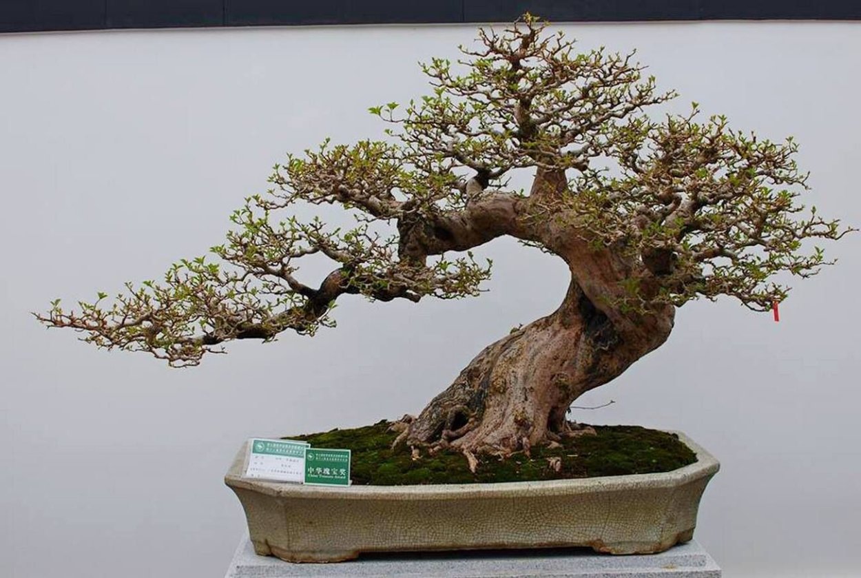 Черри бонсай