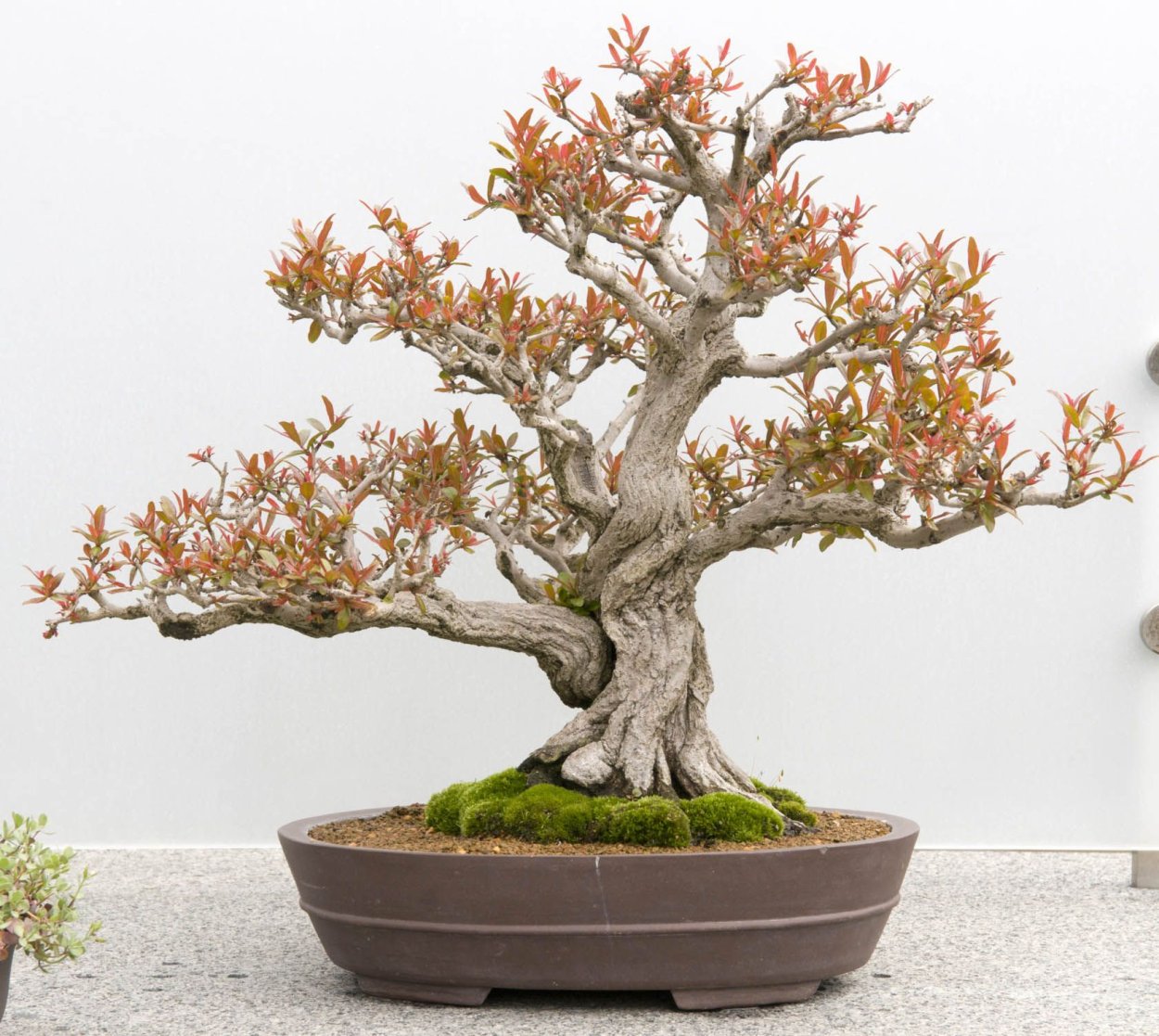 Crataegus Carrierei бонсай