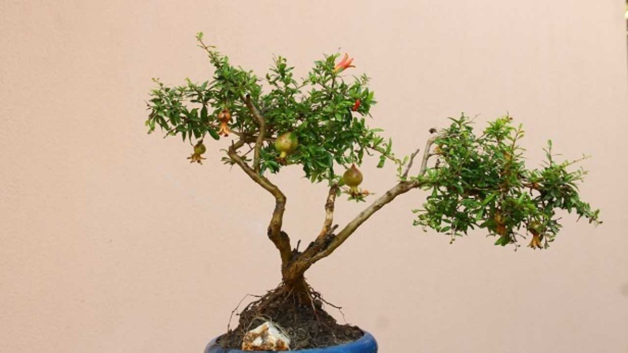 Гранат дерево бонсай