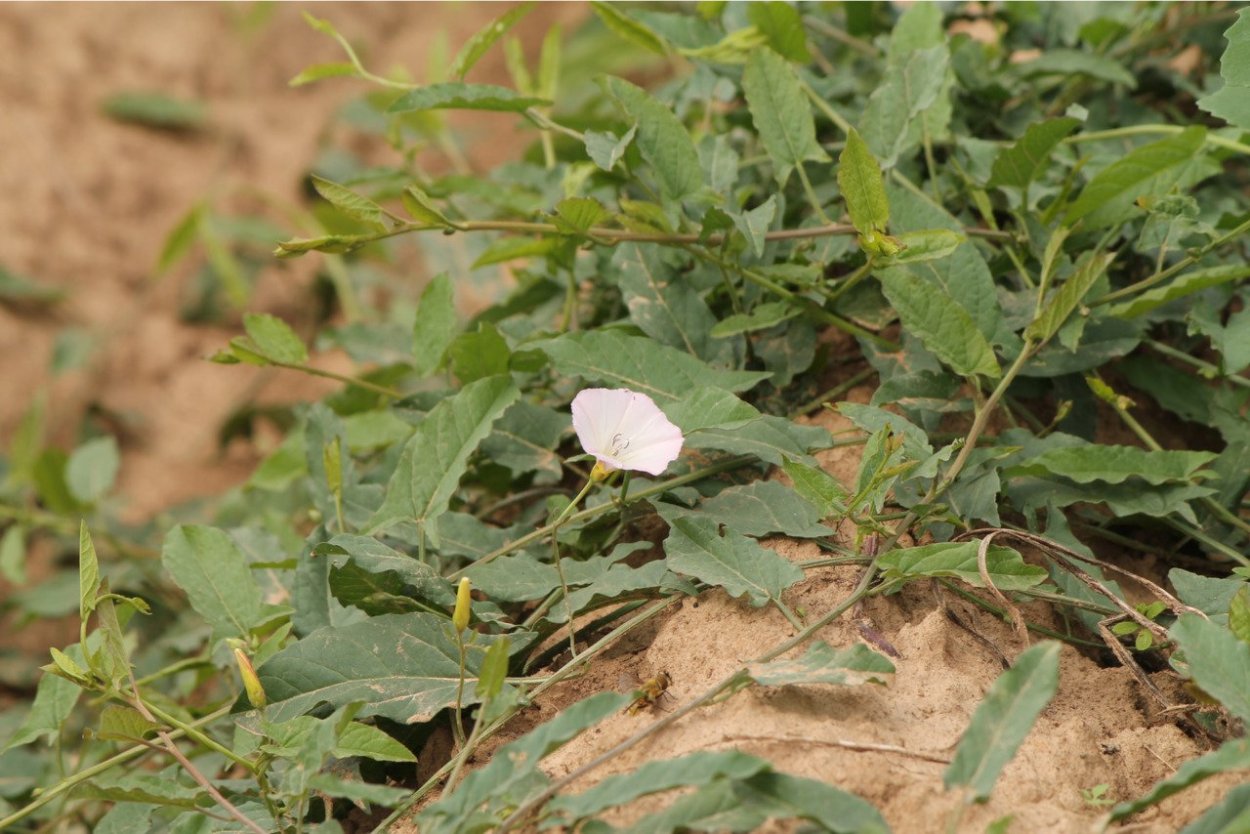 Вьюнок Березка сорняк