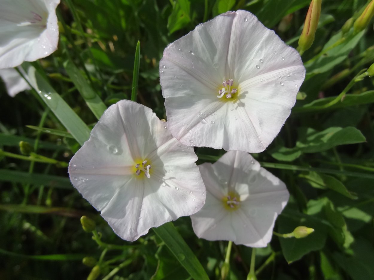 Вьюнок узколистный