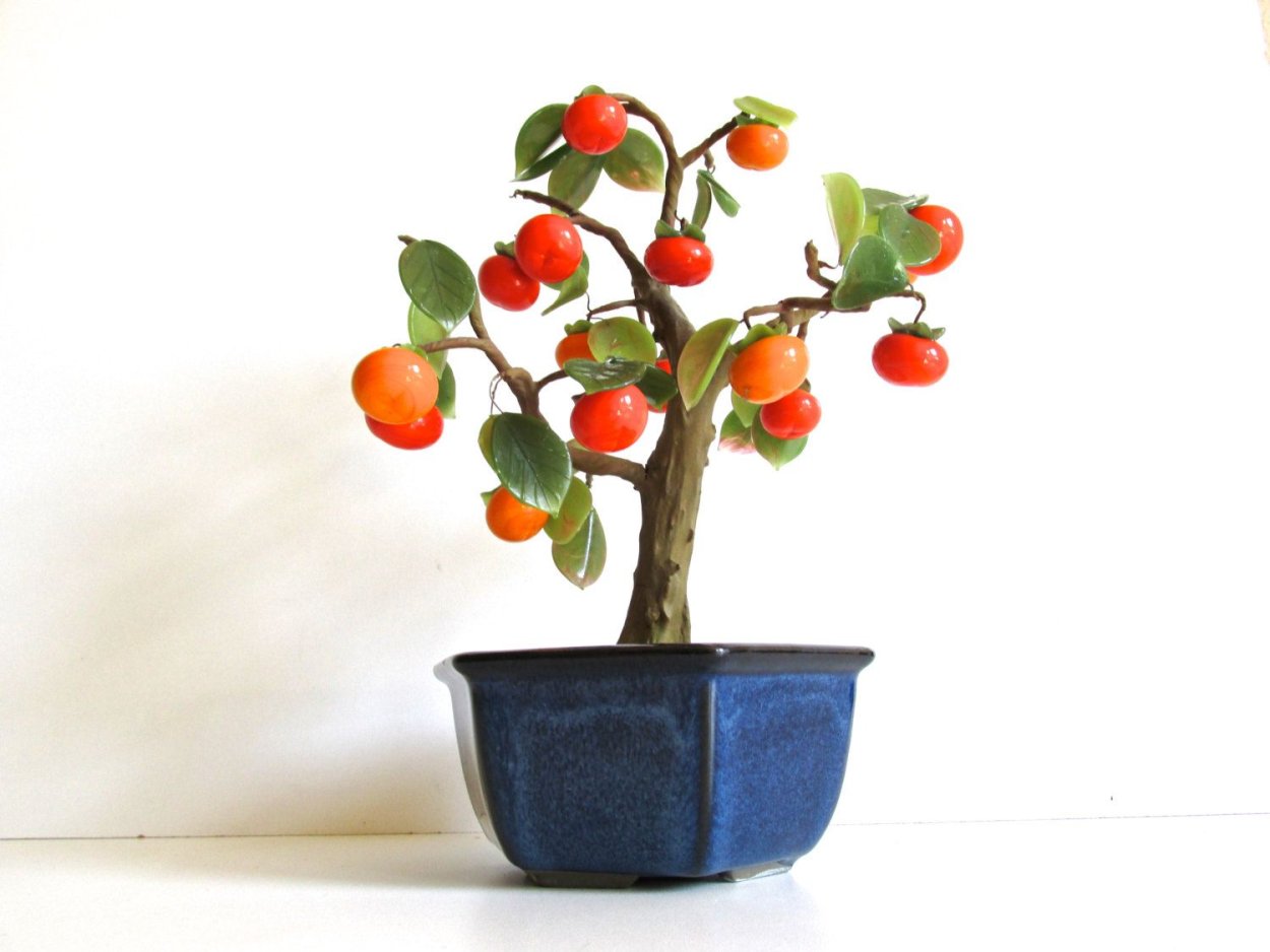 Комнатный гранат бонсай
