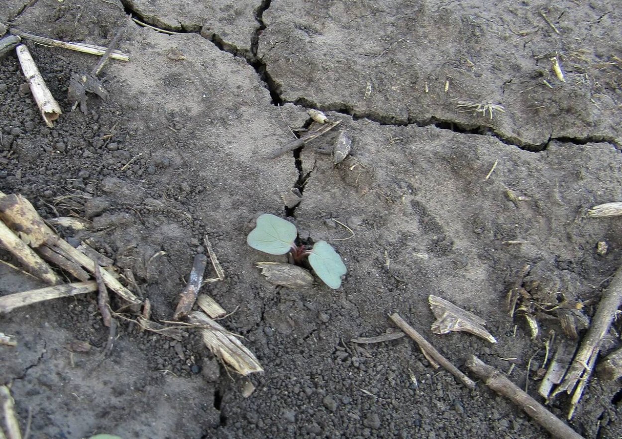 Садовый Вьюнок, Березка