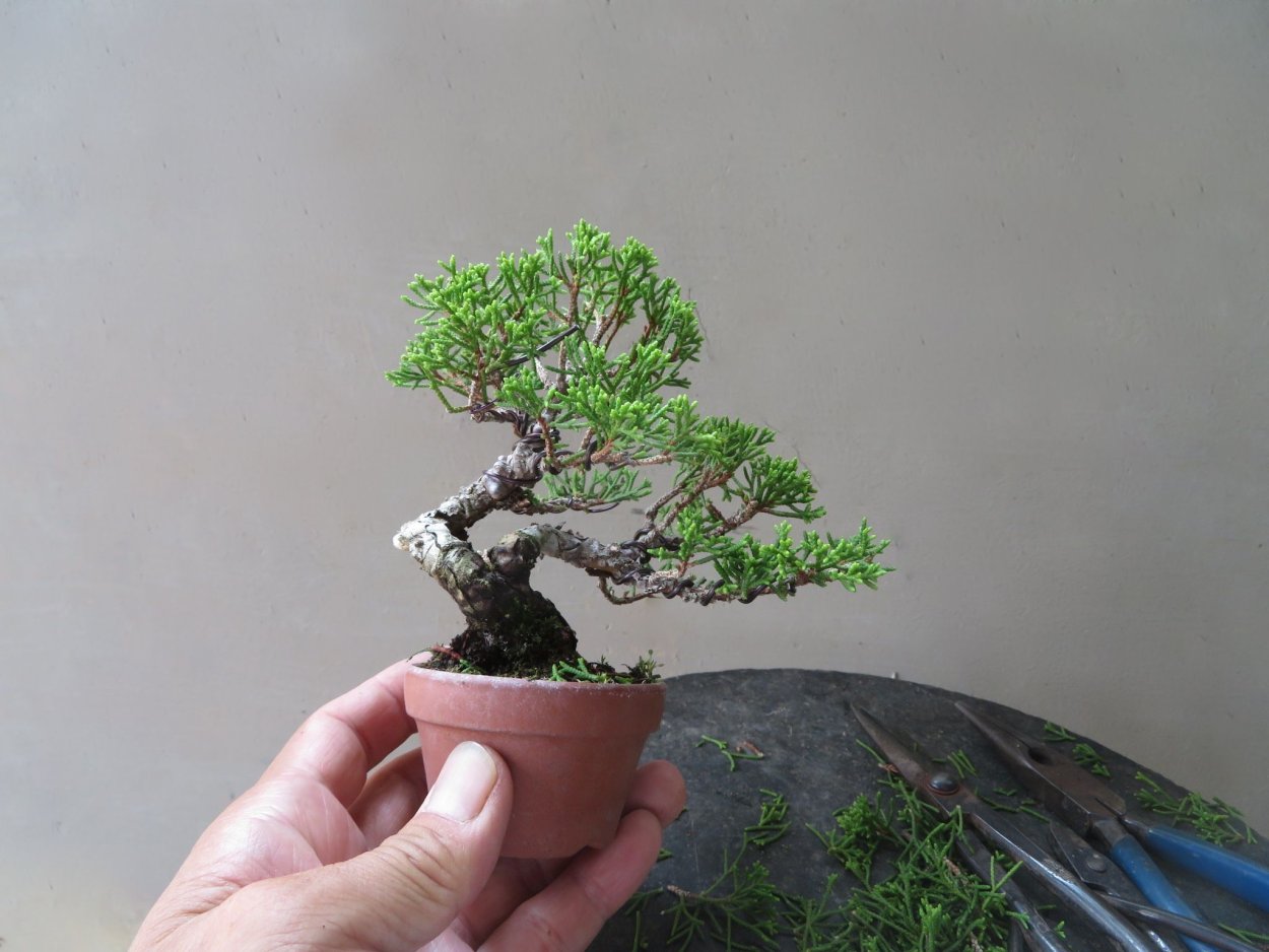 Гранатовое дерево Юргенсон