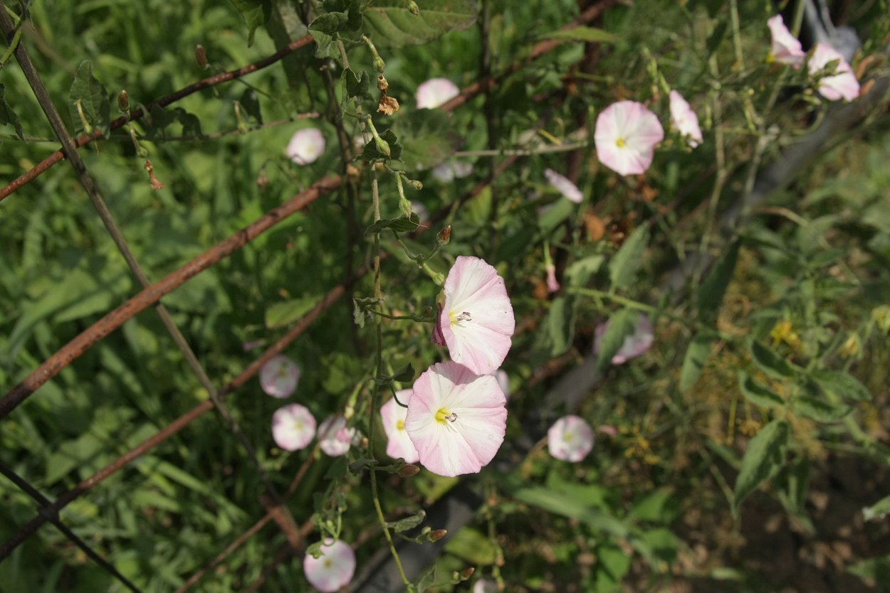 Гречишка вьюнковая (Fallopia Convolvulus)