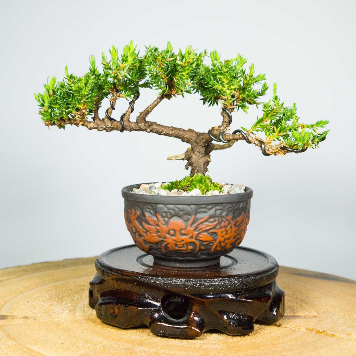 Айва японская бонсай