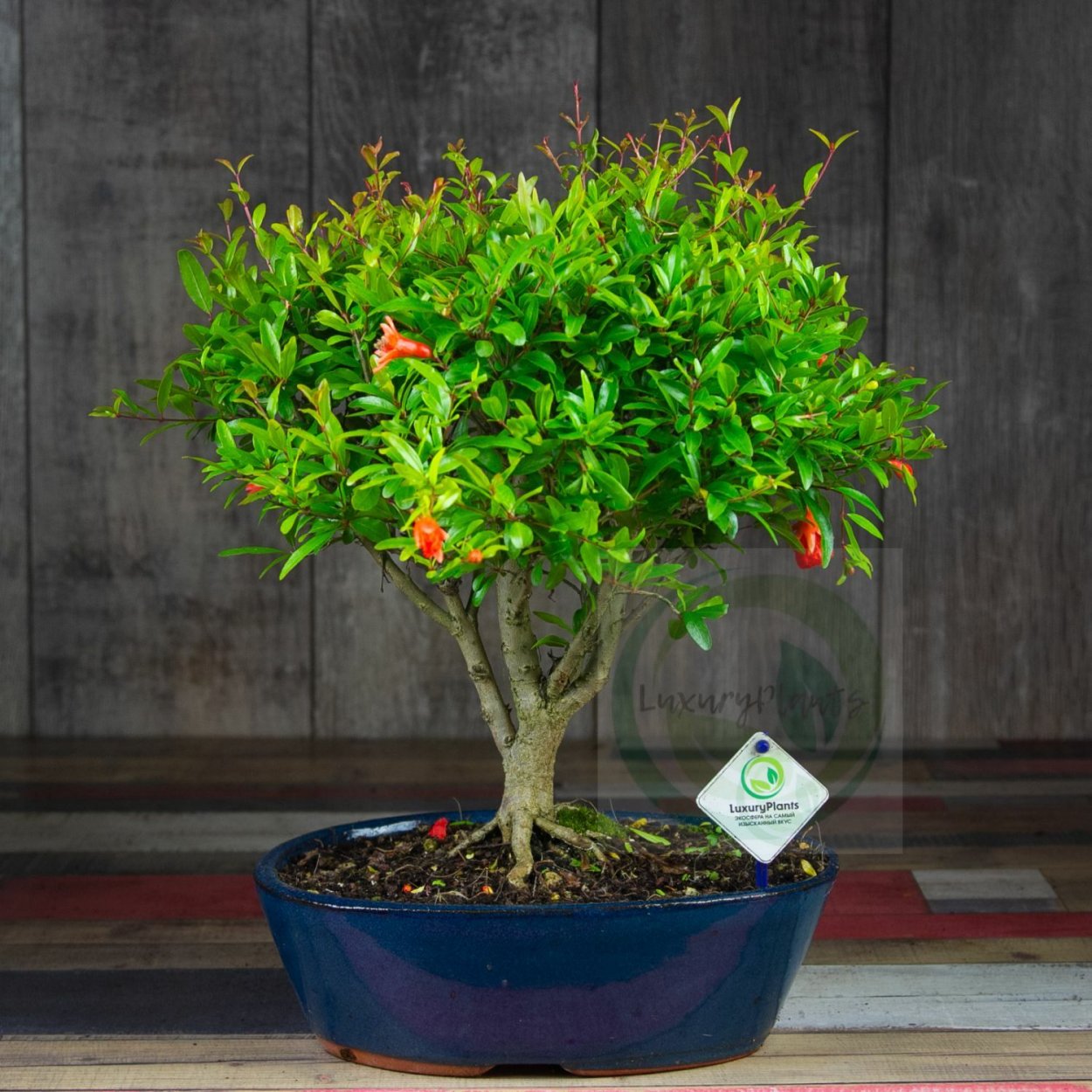 Комнатный гранат бонсай