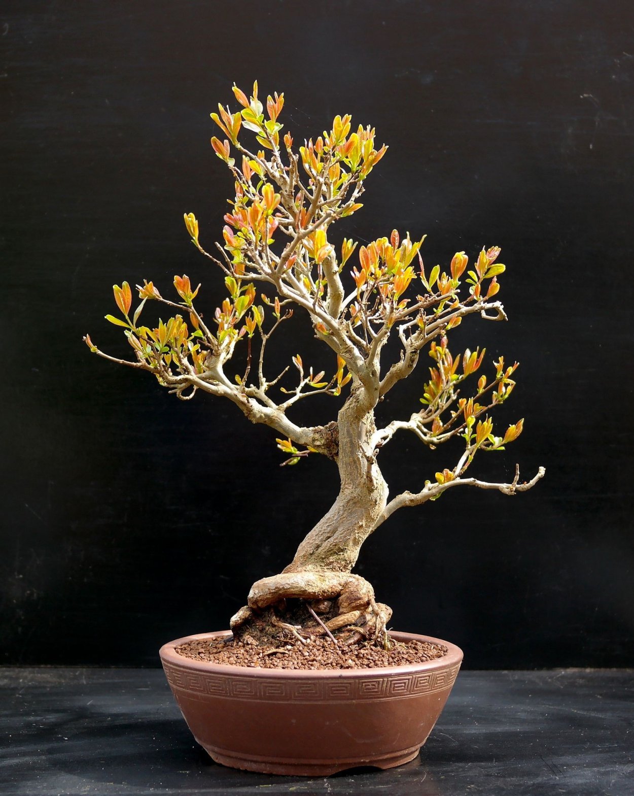 Бонсай роза