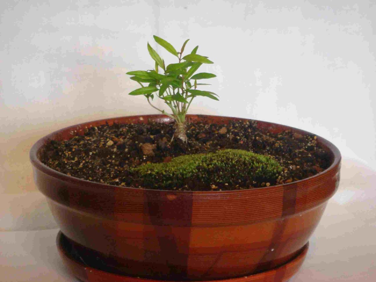 Драконовое дерево бонсай