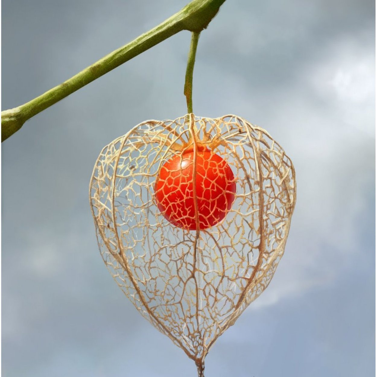 Физалис арт