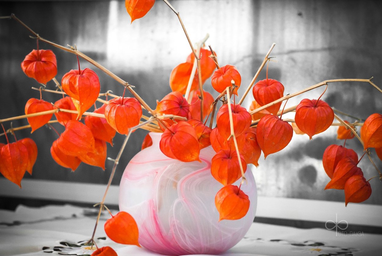 Физалис Пасленовые