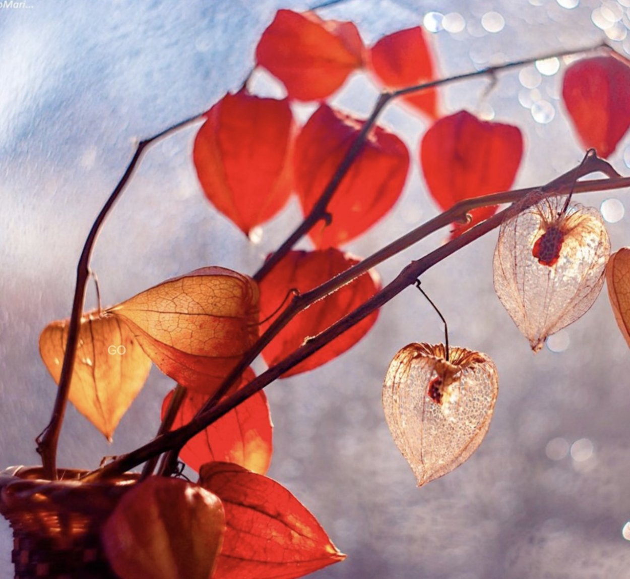 Физалис саженцы