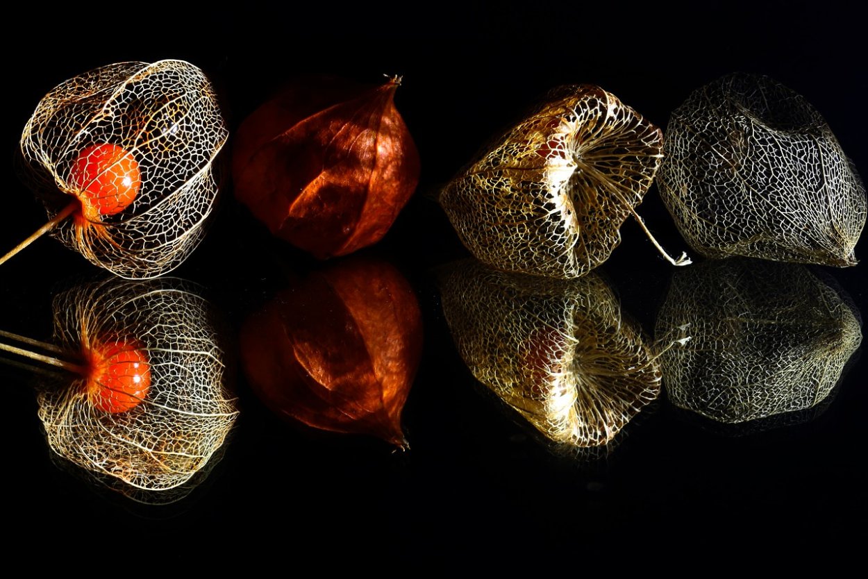 Физалис Лесной дикий